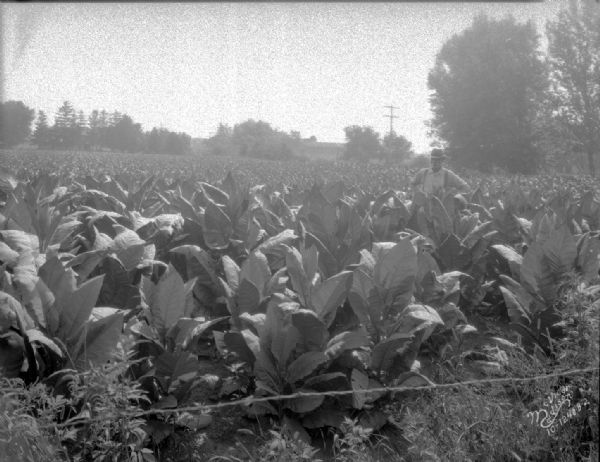 A man is standing in a tobacco field. There are trees in the background.