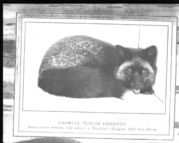 Photographic copy of a portrait of a fox, Caswell Tuplin Dorothy, sweepstake winner, full silver at Portland Oregon 1929 Fox show.
