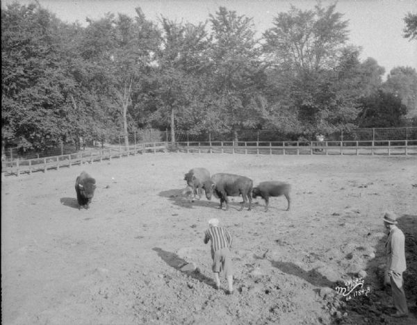 Elevated view of Orpheum players at the Henry Vilas Zoo (Vilas Park Zoo) standing next to buffaloes.