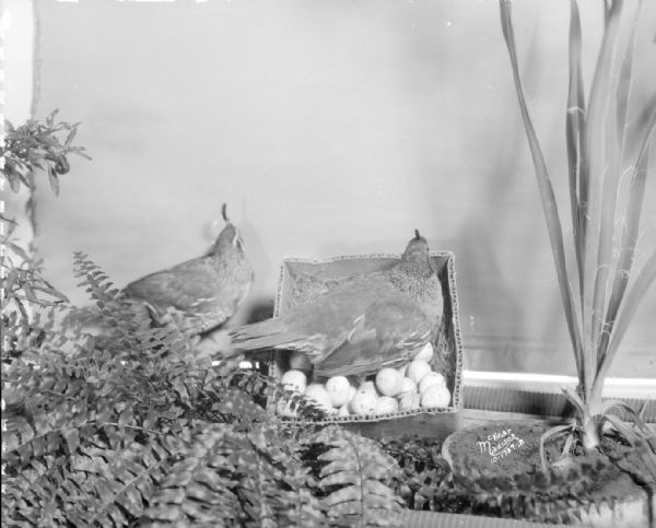 Display of two birds at nest, one bird on nest with eggs and the other bird nearby.