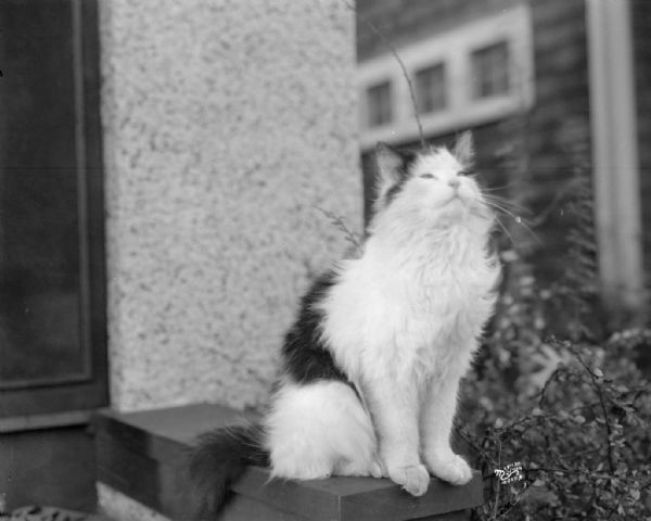 Portrait of cat sitting outdoors. Taken for Mrs. Bert Wells, 2026 Gregory Street.