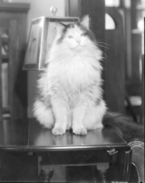 Indoor portrait of a cat sitting on a table in front of a lamp. Taken for Mrs. Bert Wells, 2026 Gregory Street.