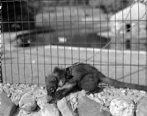 Mexican Snookum bear (coati) on leash, in a cage in the Vilas Zoo (Vilas Park Zoo).