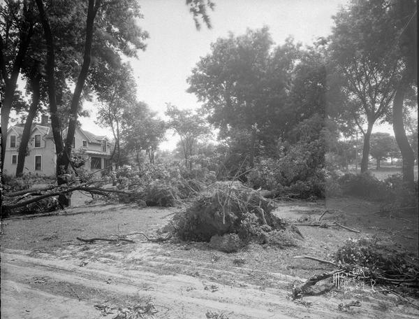 Trees blown over by windstorm. There is a house in the background on the left.