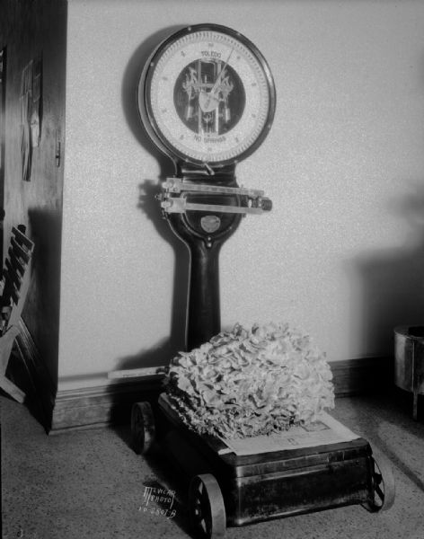 A large Grifola frondosus or cabbage mushroom, 10" high and 14" by 28" thick, weighing 36 pounds, being weighed on a Toledo scale, was found growing between the porch of the house at 402 N. Murray Street and the neighboring popcorn stand. From 401 N. Murray Street, 17" by 24" and 36 pounds.