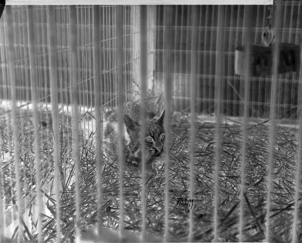 New Mexican bobcat kitten at Henry Vilas Zoo (Vilas Park Zoo).