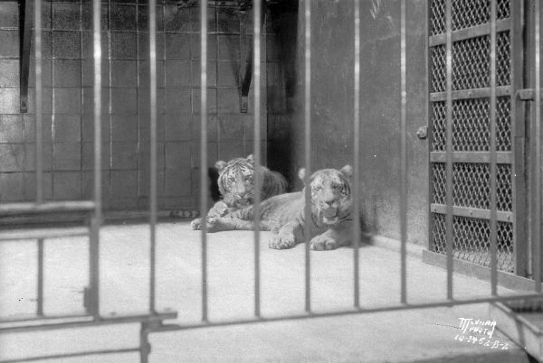 Tiger cubs, Apollo and Hercules, reclining in a cage at the Henry Vilas Zoo (Vilas Park Zoo), purchased with a fund drive by "The Capital Times" and RKO theaters.