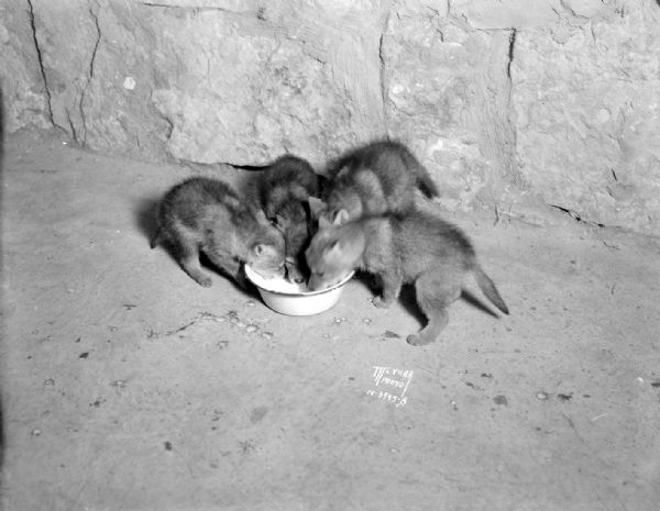 Timber wolf cubs eating from a dish at the Henry Vilas Zoo (Vilas Park Zoo).