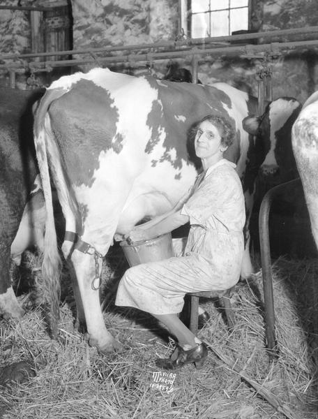 Cathryn (Mrs. Ben) Haight sitting on a stool milking a cow by hand on the Capitol View Farm, 5380 Lacy Road.