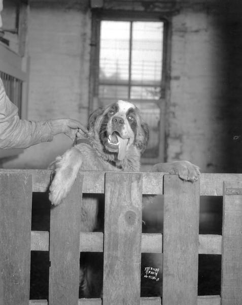 A nine-month-old St. Bernard dog named Ore, owned by Dubois Miller, 647 E. Dayton Street, looking over a fence at Deadman's Veterinary, 311 East Main Street. Ore was "arrested" for eating a duck that, John Niebuhr, 25 S. Blair Street, was fattening for a dinner.