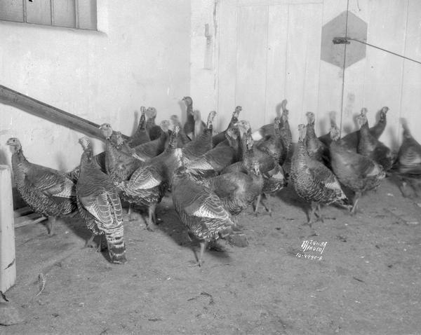 Flock of turkeys in their coop at 102 S. Dickinson Street.