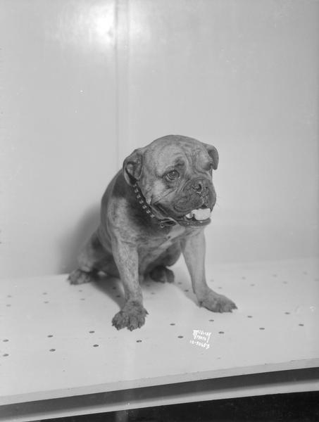 Indoor portrait at Reading Animal Hospital of "Jack," an English Bulldog, owned by Betsy Jackman. 802 E. Gorham Street.