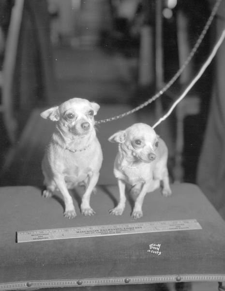 "Chickie" and "Wee Wee," two Chihuahua dogs owned by Mrs. J.P. Medora West, 753 E. Washington Avenue. West Veterinary Hospital.