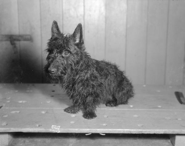 "Jock" the Scotch Terrier owned by Mrs. Thomas J. (Geraldine) Stavrum. 1817 Kendall Avenue.