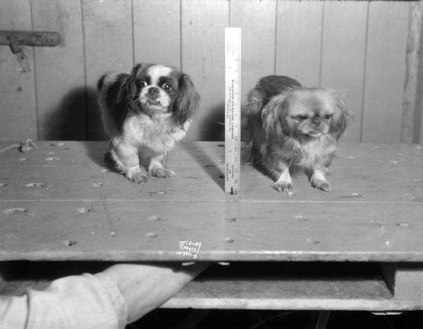 Two Pekingeses. The one on the left is "Gheisha Girl" owned by Dr. A.C. Deadman. 107 E. Wilson Street.