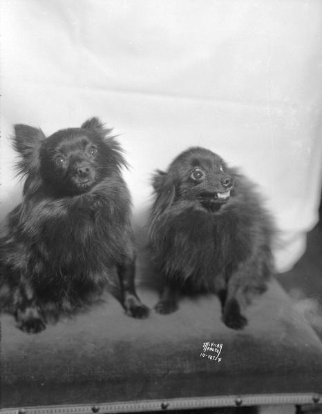 "Joanne" and "Dee Dee" — two Pomeranians owned by J.P. (Medora) West. West Veterinary Hospital. 753 East Washington Avenue.