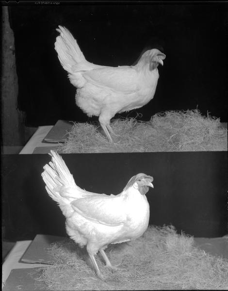 Two views of white leghorn hen, Herb's Hatchery.