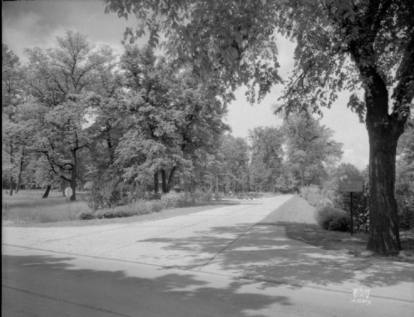 Fuller Drive, eastern entrance to Fuller's Woods, showing street and trees.