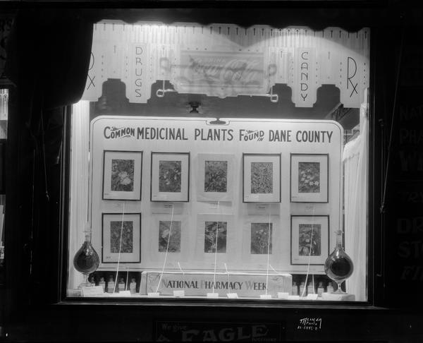 Charmley Drug Store, 902 East Johnson Street, window display of pictures of ten "Common Medicinal Plants found in Dane County."