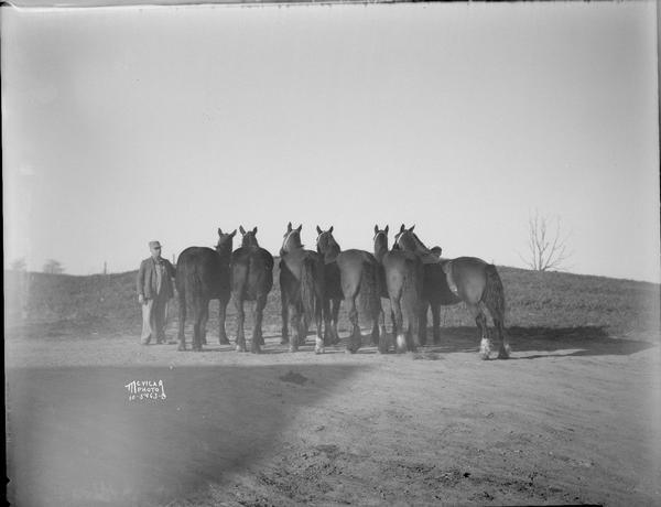 View of a group of six horses, facing away, with one man standing to the left side holding the reins of one horse, taken for Capital Livestock Commission Co.