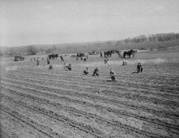 McKay Nursery field with men planting, and horse teams pulling cultivators.
