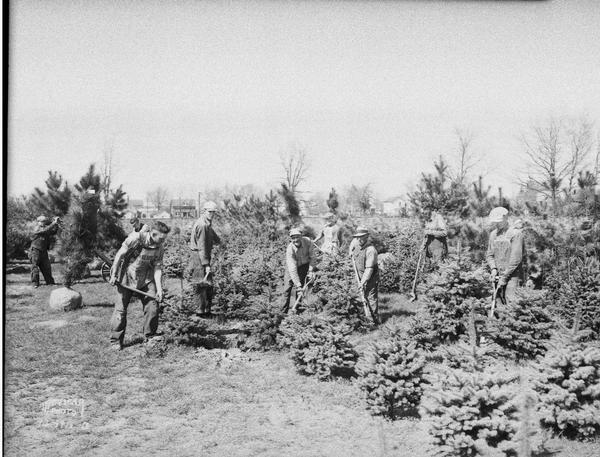 Group of men digging with shovels in the McKay Nursery evergreens field.