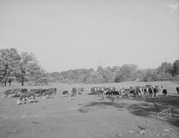 Herd of beef cattle in a field near Marshall, Wisconsin.