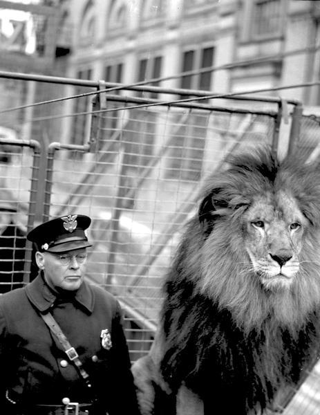 King Tarz, The Seasonal Jungle Actor, (a lion) was brought to Madison to publicize "Tarzan's Secret Treasure" which stars Johnny Weissmuller, Maureen O'Sullivan and King Tarz, The Lion. 10 negatives of a lion in a cage on State Street in front of the Orpheum Theater with onlookers, his trainer Robert Mathews, and Sterling Sorensen, <i>The Capital Times</i> motion picture reviewer.