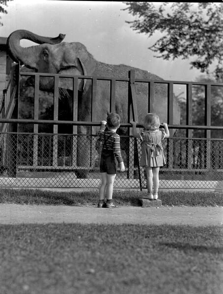 Boy and girl at the Henry Vilas Zoo, looking at elephant cage, and donkey cage while getting a drink from the fountain. Taken for Manchesters Department Store.