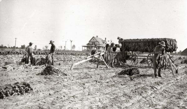 Farmers harvesting and loading tobacco on a tobacco rack to take to a shed.