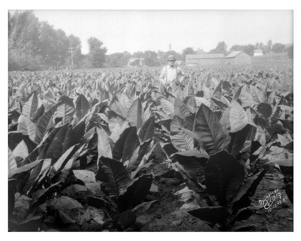 A farmer is standing in a tobacco field, with crop ready to harvest. Farm buildings are in the background.