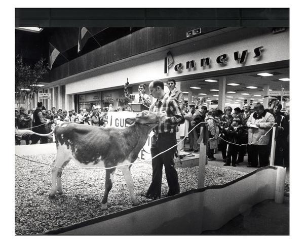 A man shows his cow in front of Penneys during an auction held at the Mid-Cities Mall.