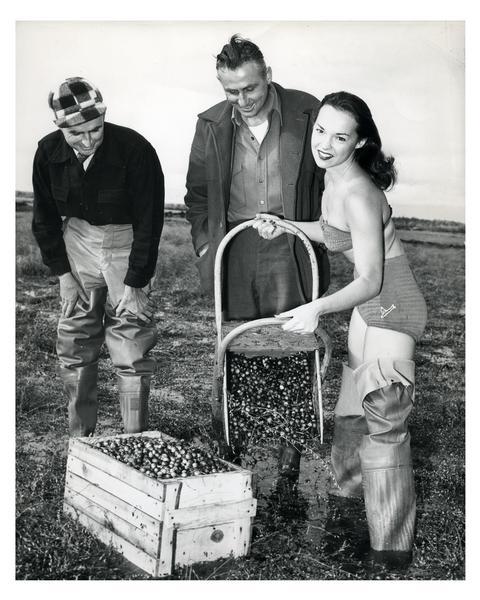 A young woman dressed in a bathing suit and wading boots poses for a promotional photograph for the Wisconsin cranberry industry at Thunder Lake Marsh.  Two cranberry farmers watch.