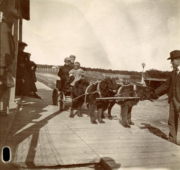 Child passengers being transported on a wagon pulled by dog team belonging to Thomas Stahl. Wagon and dog team are on the boardwalk in La Pointe.