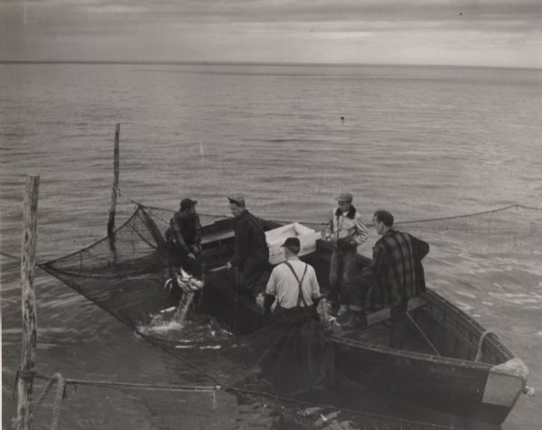Four men and a boy netting trout from boat on Chequamegon Bay.  
