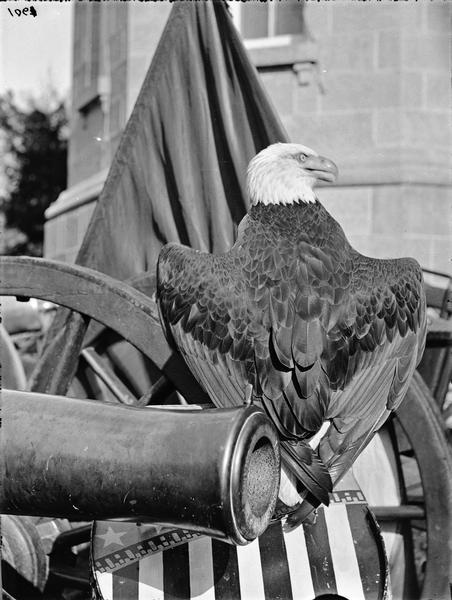 Old Abe, Wisconsin War Eagle, perched on a stars and stripes shield next to a cannon at the Wisconsin State Capitol. Old Abe has his back turned towards the camera and wings partially outstretched. There is a flag in the background.