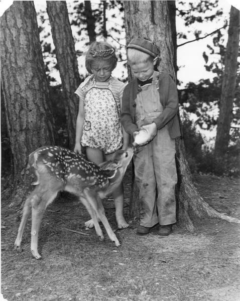 Two young children feeding a fawn at Trout Lake.