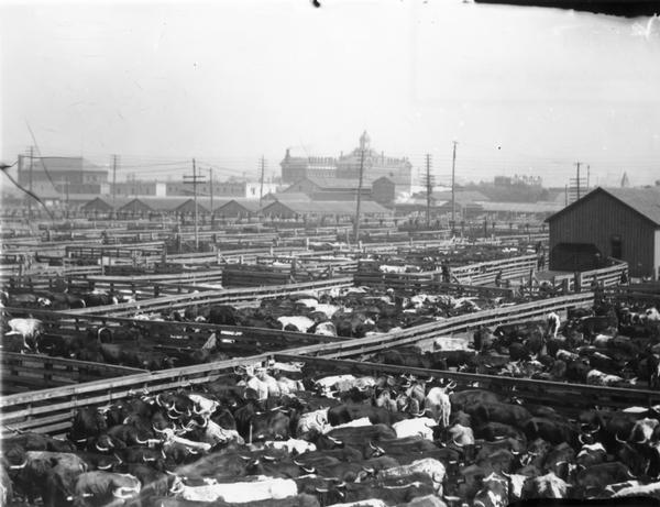 Elevated view of cattle pens at Chicago stockyards.
