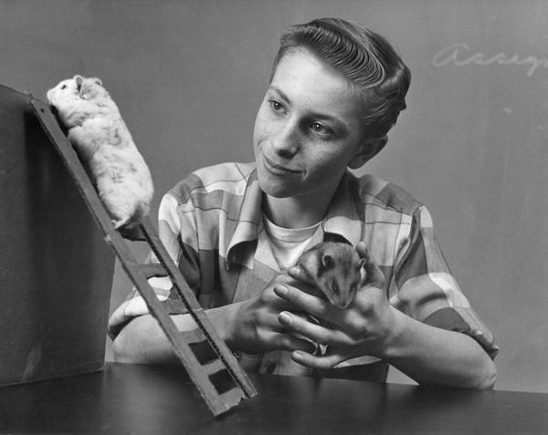 A boy plays with his pet rodents (hamsters).