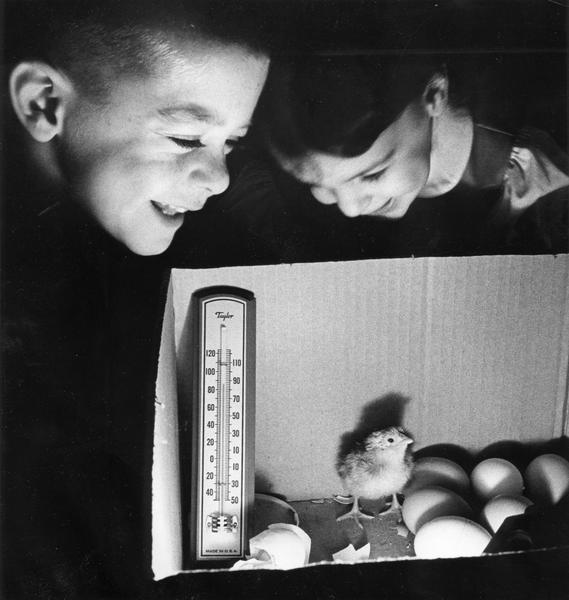 Eggbert, the baby chick, waits for his siblings to hatch in a home incubator, under the watchful eyes of a young boy and girl.