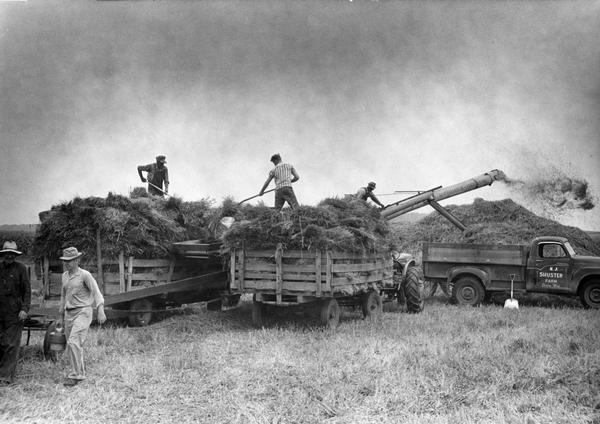 A stationary McCormick-Deering thresher in action at the E.J. Shuster Farm.