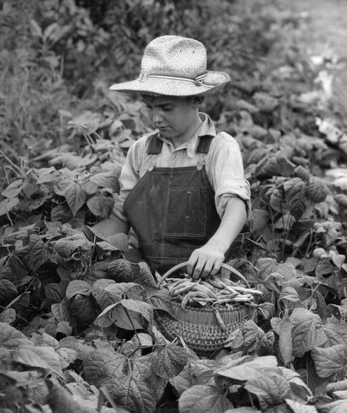 Young boy, Edward Hall, picking beans in his "early" garden.