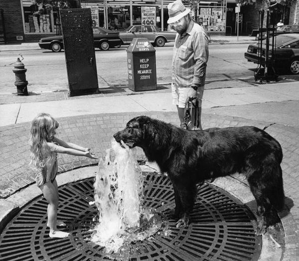 A little girl offers her place at a fountain to a large Newfoundland-mix dog who takes a drink on a hot day.