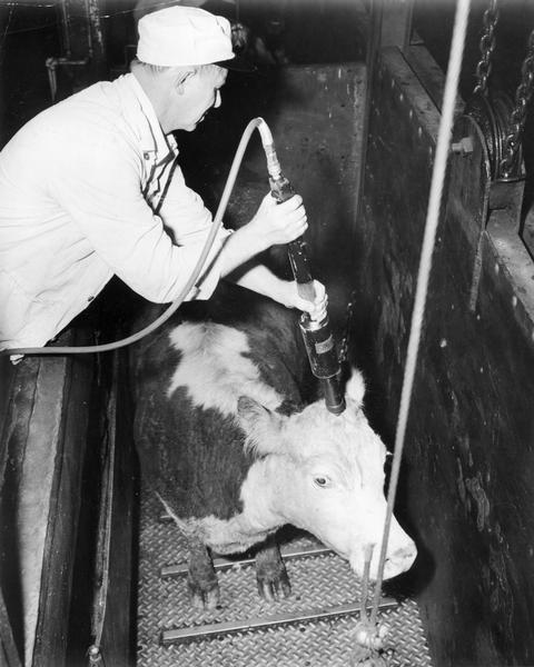 A packing house worker demonstrates the revolutionary Thor air-powered cattle stunner that was called the first successful pneumatic stunning tool for the meat-packing industry.  The American Society for the Prevention of Cruelty to Animals hailed it as an outstanding humane slaughter development because the stunner rendered cattle unconscious instantaneously by driving an automatically retracting metal pin into the animal's brain, making slaughter painless.