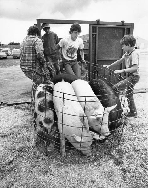 Four boys trap hogs to get them into their stalls at the Waukesha County Fair.