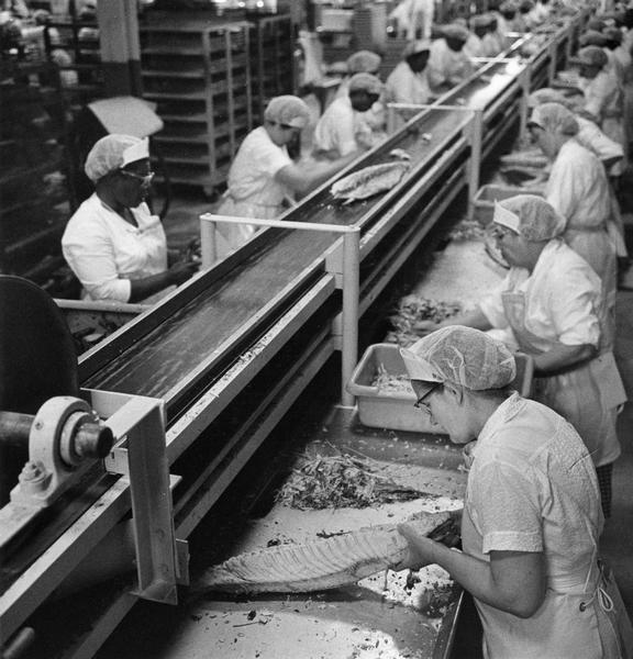 Elevated view of workers removing bones from tuna and selecting different cuts to be used for canned food.