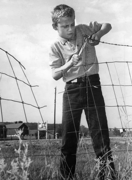 A boy repairing the fence at the Golden Guernsey Dairy cooperative McKerrow Farms.