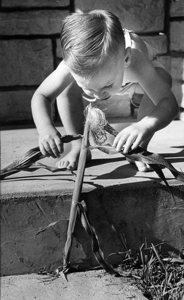 A young boy is bending over on the sidewalk stoop and is holding a corn plant growing out of a pavement crack.