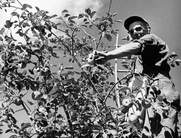 An apple-picker stands among the branches of a tree, on a ladder with a pouch slung over his shoulder and belted around his waist.