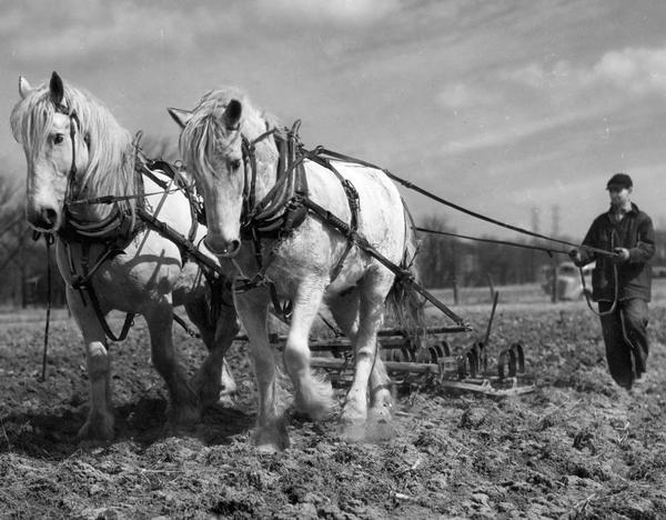 Two horses pull a spring tooth harrow. The farmer plans to plant barley.